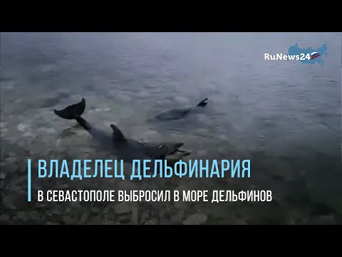 Владелец дельфинария в Севастополе выбросил в море прирученных дельфинов / RuNews24