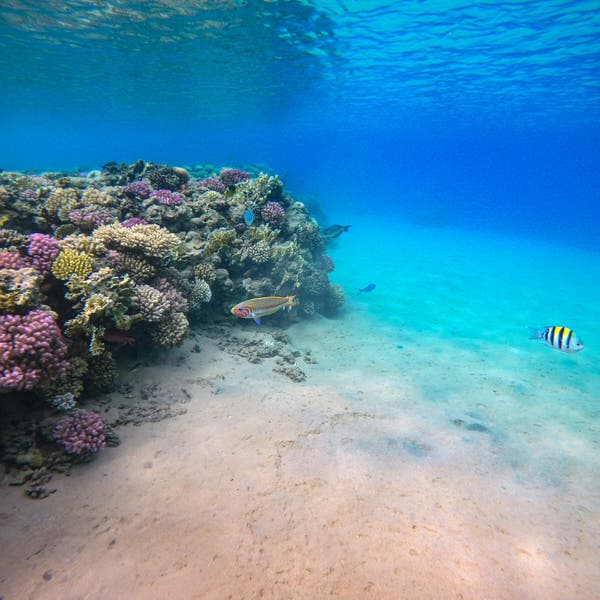 Коралловые рифы в Египте оказались под угрозой