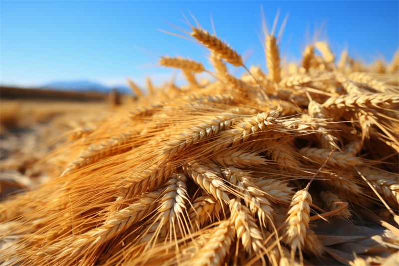 Белоруссия закупит у России 500 тысяч тонн зерна