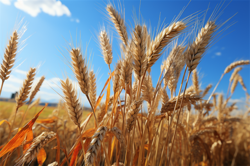 Европа примет решение о запрете на украинское зерно