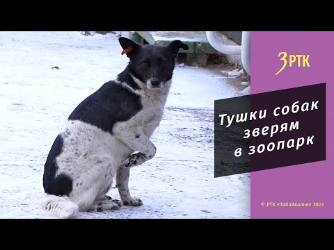 Полушубки и шапки из бездомных собак предложили шить на планерке в городской администрации