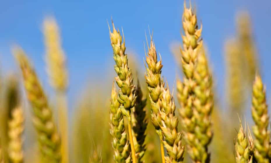 Ученые изучат устойчивость пшеницы к жаре и засухе в Англии